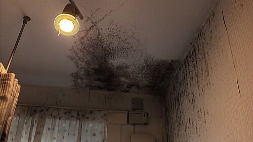mould and damp