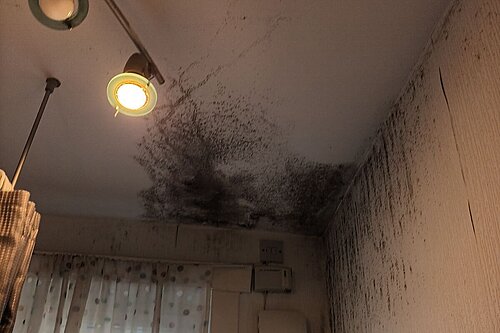 mould and damp